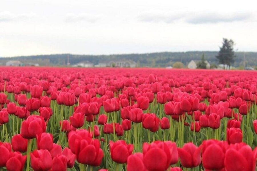 From Seattle:Tulip Festival at Skagit Valley and La Conner - An In-Depth Look at the Skagit Valley Tulip Festival from Seattle