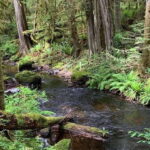 From Sechelt or Langdale: Sunshine Coast Tour and Hike - Who Is This Tour Best For?