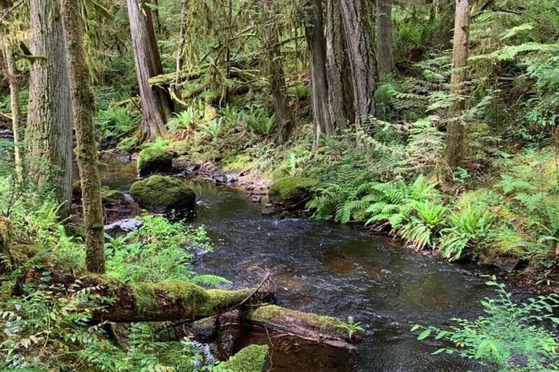 From Sechelt or Langdale: Sunshine Coast Tour and Hike - Who Is This Tour Best For?