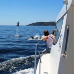 From Sesimbra: Arrábida Dolphin Watching Boat Tour - A Deep Dive into the Arrábida Dolphin Watching Experience