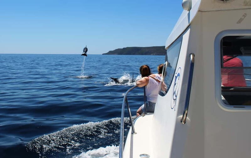 From Sesimbra: Arrábida Dolphin Watching Boat Tour - A Deep Dive into the Arrábida Dolphin Watching Experience