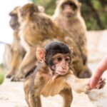 From Seville: Day Trip to Gibraltar - Practical Details & What to Know Before Booking