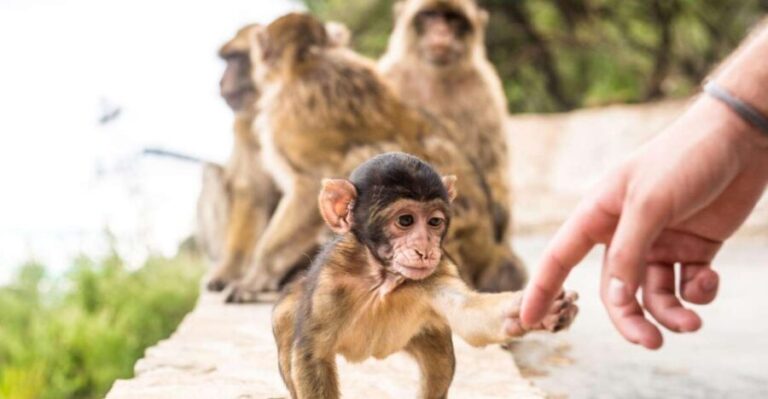 From Seville: Day Trip to Gibraltar - Practical Details & What to Know Before Booking