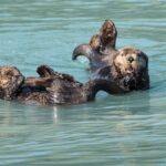From Seward: Half-Day Resurrection Bay Wildlife Cruise Tour - Wildlife Encounters and Sightings