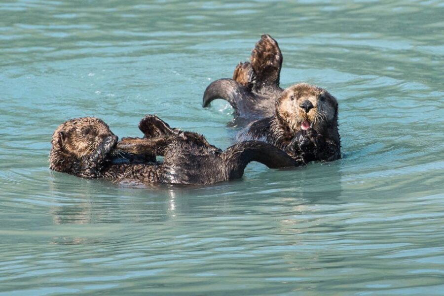 From Seward: Half-Day Resurrection Bay Wildlife Cruise Tour - Wildlife Encounters and Sightings