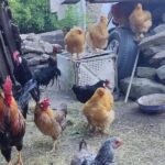 From Sibiu: Rural Gastronomy & Village Crafts around Biertan - How the Logistics Work