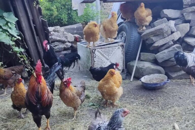 From Sibiu: Rural Gastronomy & Village Crafts around Biertan - How the Logistics Work