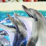 From Side Dolphin and Seal Show Ticket with Hotel Transfers - An In-Depth Look at the Dolphin and Seal Show Experience