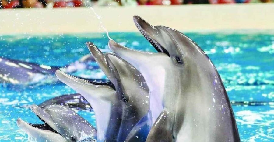 From Side Dolphin and Seal Show Ticket with Hotel Transfers - An In-Depth Look at the Dolphin and Seal Show Experience