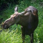 From Skagway: White Pass Summit Guided Bus Tour - Who Should Consider This Tour?