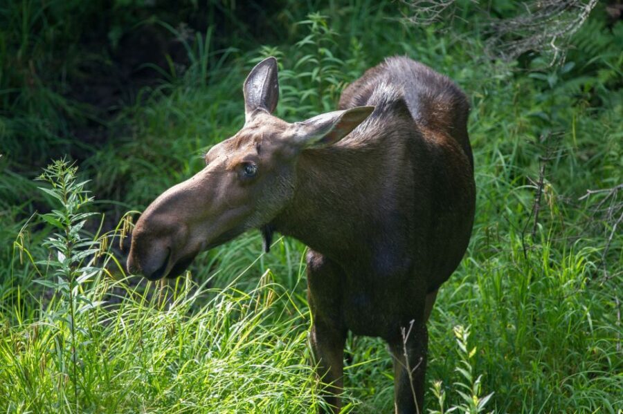From Skagway: White Pass Summit Guided Bus Tour - Who Should Consider This Tour?