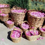 From Sofia: The Rose Valley & Koprivshtitsa 12 hrs Day Tour - Who Should Consider This Tour?