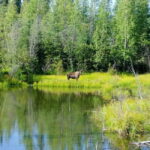 From Stockholm: Moose & Wildlife Safari with Campfire Dinner - Exploring the Itinerary: What to Expect from Start to Finish