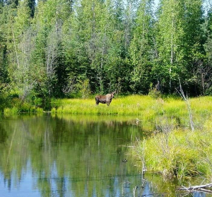 From Stockholm: Moose & Wildlife Safari with Campfire Dinner - Exploring the Itinerary: What to Expect from Start to Finish
