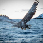 From Svolvær: RIB Boat Lofoten Trollfjord Sea Eagle Safari - A Deep Dive into the Tour Experience