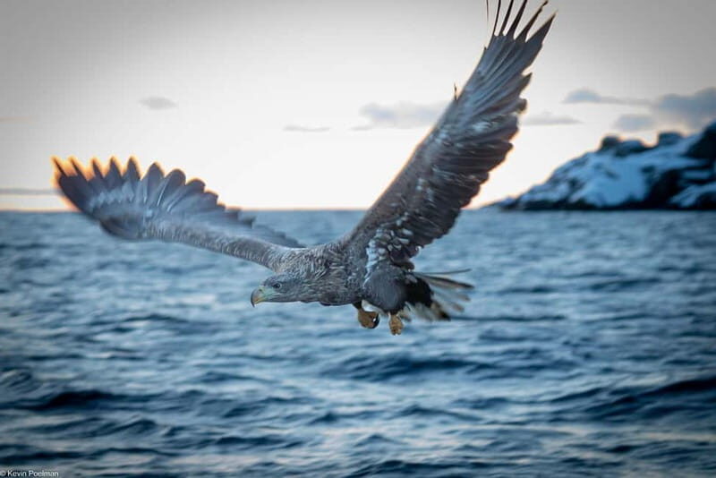 From Svolvær: RIB Boat Lofoten Trollfjord Sea Eagle Safari - A Deep Dive into the Tour Experience