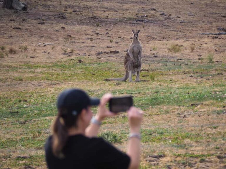 From Sydney: Australian Wildlife Safari with Lunch & Dinner - Final Thoughts: Is It Worth It?