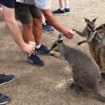 From Sydney: Blue Mountains Bushwalks & Featherdale Tour - Featherdale Wildlife Park: Closer Than Ever to Australias Icons