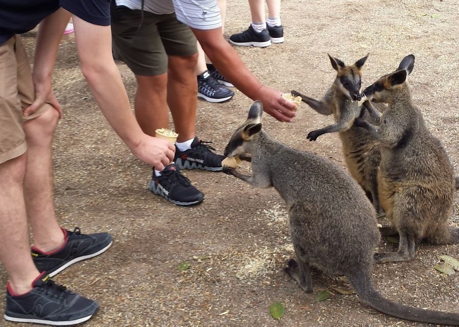 From Sydney: Blue Mountains Bushwalks & Featherdale Tour - Featherdale Wildlife Park: Closer Than Ever to Australias Icons
