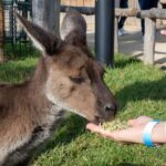 From Sydney: Blue Mountains, Scenic Railway, & Sydney Zoo - An In-Depth Look at the Tour Experience