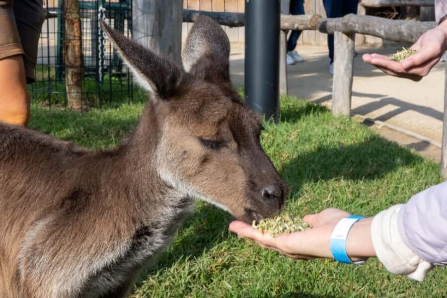 From Sydney: Blue Mountains, Scenic Railway, & Sydney Zoo - An In-Depth Look at the Tour Experience
