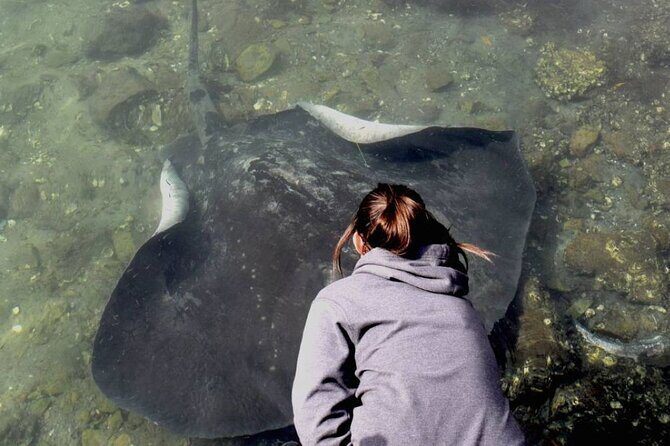 From Sydney: Day Tour to Jervis Bay with Beaches and Koalas - What the Reviews Say