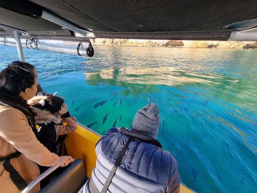 From Tairua: 2 Hour Cathedral Cove Tour with Local Guide - An In-Depth Look at the Tairua Boat Tour