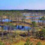 From Tallinn: Bog walk and Sauna Tour - Final thoughts