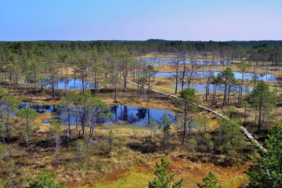 From Tallinn: Bog walk and Sauna Tour - Final thoughts
