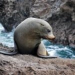 From Tauranga: Dolphin and Wildlife Cruise - An In-Depth Look at the Tauranga Dolphin and Wildlife Cruise