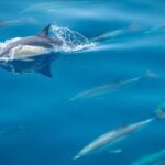 From Tauranga: Half-Day Swimming with Dolphins Tour - The Practical Side: Pricing, Duration, and What to Bring