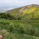 From Tbilisi: Private Bodbe & Sighnaghi Tour - Who Will Love This Tour?