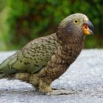 From Te Anau: Milford Sound Tour with Cruise and Lunch - What to Expect at Each Stop