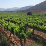 From the Border Valle de Guadalupe Private Wine Tour - The Sum Up