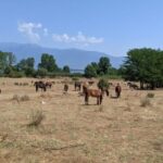 From Thessaloniki: Lake Kerkini, Boat Ride & Winery Day Tour - Exploring the Tour in Detail