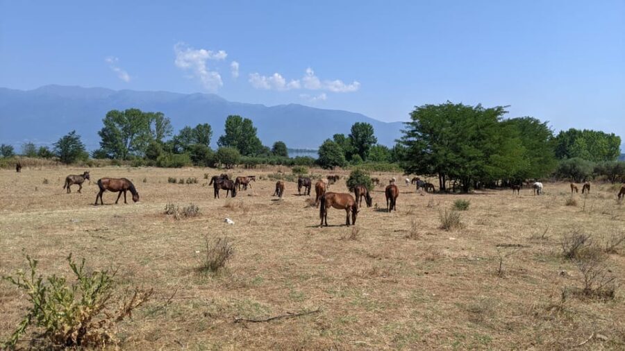 From Thessaloniki: Lake Kerkini, Boat Ride & Winery Day Tour - Exploring the Tour in Detail