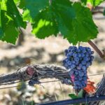 From Thessaloniki: Pella-Edessa-Naousa wine tasting - Who Would Love This Tour?