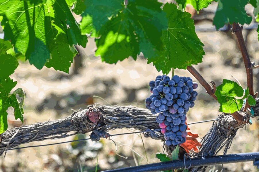 From Thessaloniki: Pella-Edessa-Naousa wine tasting - Who Would Love This Tour?
