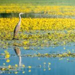 From Thessaloniki: Private Day Trip to Kerkini Lake - Who Will Love This Tour?