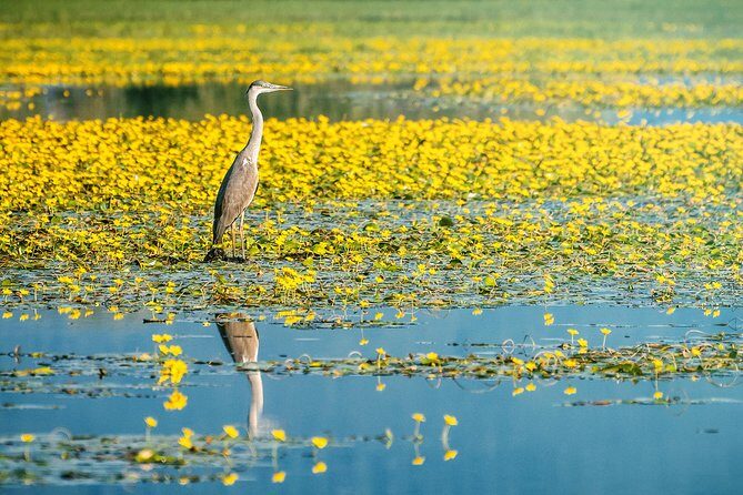 From Thessaloniki: Private Day Trip to Kerkini Lake - Who Will Love This Tour?