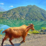From Tirana/Shkodra: Komani Lake and Shala River Day Trip - What Makes This Tour Stand Out?