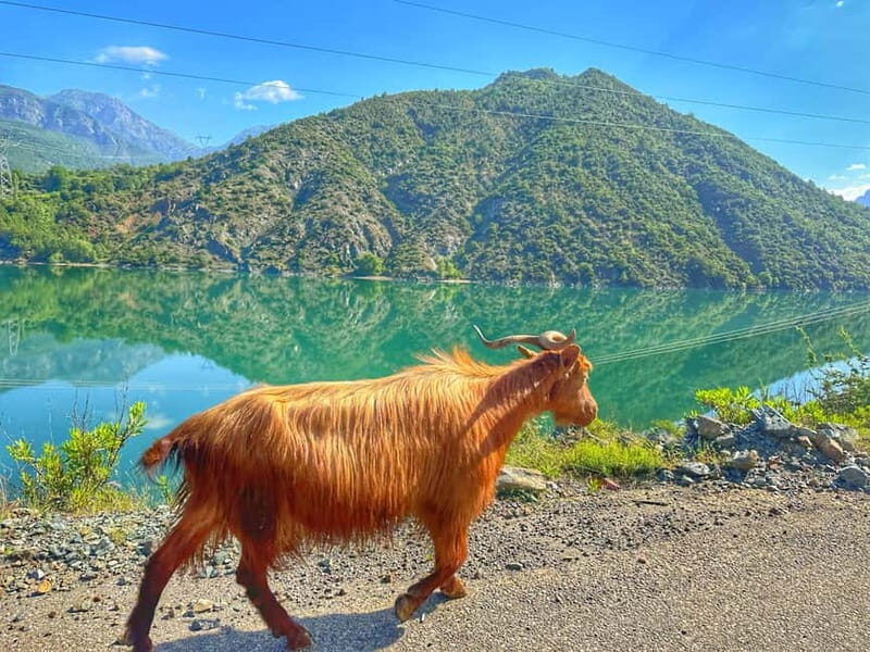 From Tirana/Shkodra: Komani Lake and Shala River Day Trip - What Makes This Tour Stand Out?
