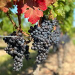 From Toronto: Niagara Falls Day Trip & Wine Tasting - Final Thoughts: Who Is This Tour for?