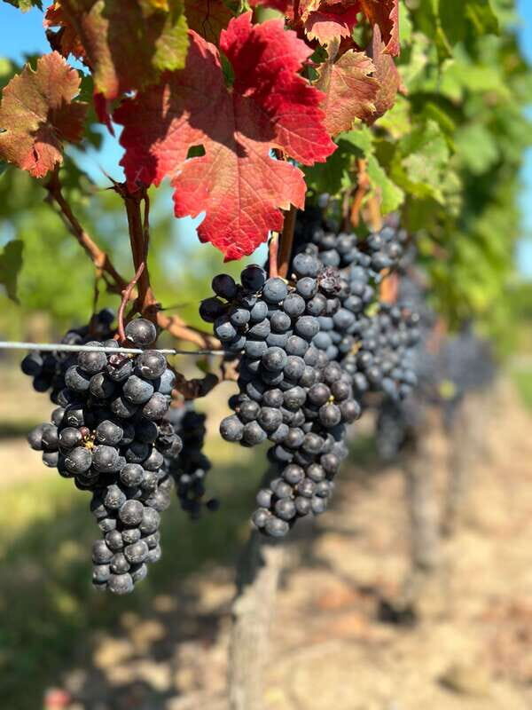 From Toronto: Niagara Falls Day Trip & Wine Tasting - Final Thoughts: Who Is This Tour for?