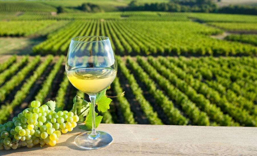 From Tours: Loire Valley Wineries Day Trip with Tastings - The Sum Up