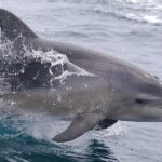 From Triabunna: Maria Island Cruise & Guided Walk with Lunch - Breaking Down the Itinerary