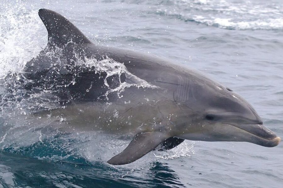 From Triabunna: Maria Island Cruise & Guided Walk with Lunch - Breaking Down the Itinerary