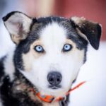 From Tromsø: Dog Sledding Experience with Transfer - Discovering the Arctic via Dog Sledding