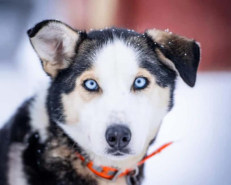 From Tromsø: Dog Sledding Experience with Transfer - Discovering the Arctic via Dog Sledding
