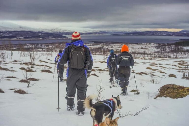 From Tromsø: Guided Husky Snowshoe Hike and Husky Camp Visit - The Value of This Arctic Adventure